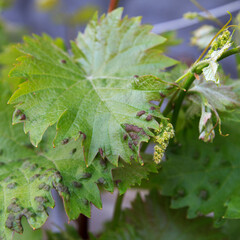 Green grape leaves infected with pests or disease in a natural garden setting.