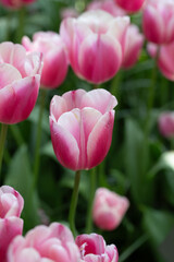 Colorful tulips in full bloom at Keukenhof Gardens, Netherlands, captured in spring 2025. A vivid scene of Dutch springtime beauty and floral diversity.