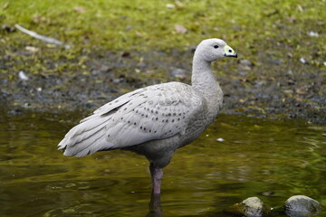 The Cape Barren goose (Cereopsis novaehollandiae), sometimes also known as the pig goose, is a species of goose endemic to southern Australia. Walsrode Bird Park, Germany.
