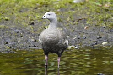 The Cape Barren goose (Cereopsis novaehollandiae), sometimes also known as the pig goose, is a species of goose endemic to southern Australia. Walsrode Bird Park, Germany.
