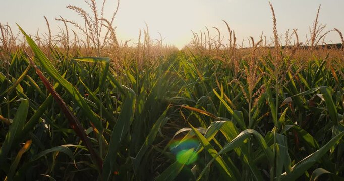 POV shot flying over a sunlit cornfield at sunset with golden light illuminating tall plants