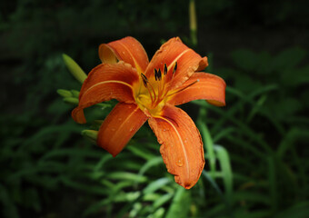orange lily flower