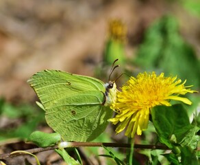 Zitronenfalter (Gonepteryx rhamni) Männchen