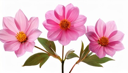 Fototapeta premium three pink flowers on stem isolated on white background