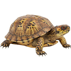 Fototapeta premium Ornate Eastern Box Turtle Walking on a Seamless Black Background, Revealing Detailed Shell Patterns and Textured Skin