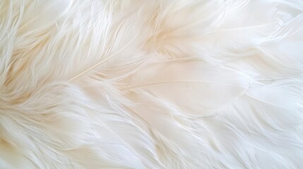 Obraz premium Close-up of a group of white feathers. the feathers are arranged in a scattered manner, with some overlapping each other. the texture of the feathers is soft and fluffy, with a subtle sheen.