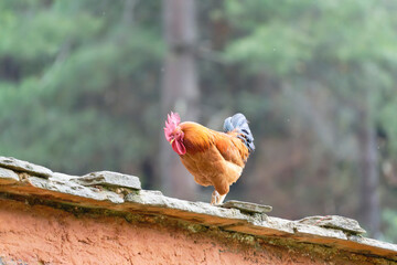 Free range roaster on the roof