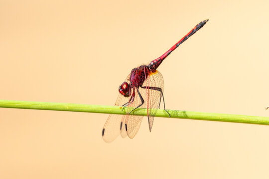 Male Red-veined Dropwing (Trithemis arteriosa) perched on reed with wings down, Western Cape, South Africa showing pterostigma and vein detail
