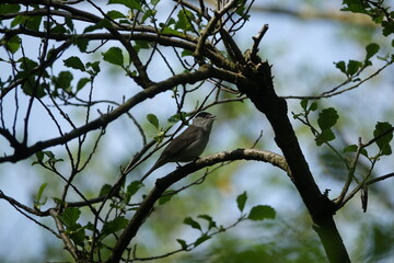 male Eurasian blackcap (Sylvia atricapilla) beautiful British wild birds