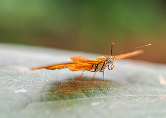 Close up with a colourful butterfly resting on a plant