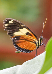 Close up with a colourful butterfly resting on a plant