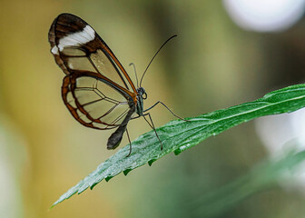 Close up with a colourful butterfly resting on a plant
