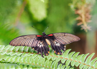 Close up with a colourful butterfly resting on a plant
