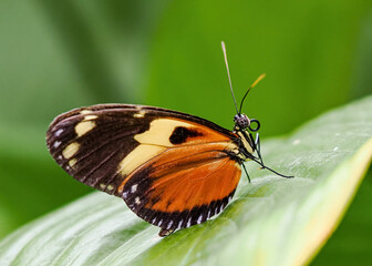 Close up with a colourful butterfly resting on a plant