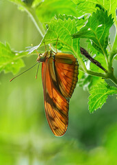 Close up with a colourful butterfly resting on a plant