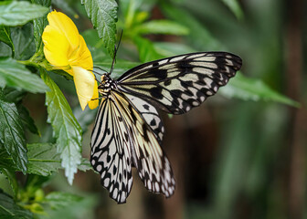 Close up with a colourful butterfly resting on a plant