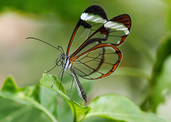 Close up with a colourful butterfly resting on a plant