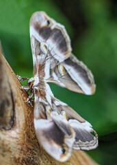 Close up with a colourful butterfly resting on a plant