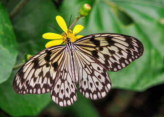 Close up with a colourful butterfly resting on a plant