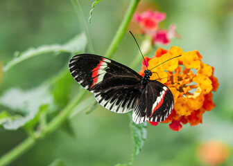 Close up with a colourful butterfly resting on a plant