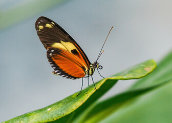 Close up with a colourful butterfly resting on a plant