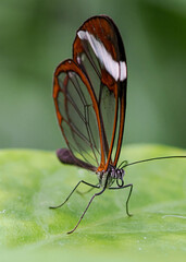Close up with a colourful butterfly resting on a plant