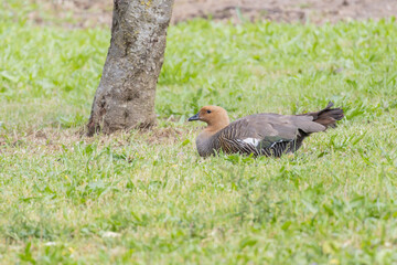 Fototapeta premium Ruddy headed goose resting in the grass near a tree trunk