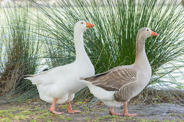 Two geese standing by the lake enjoying the sun