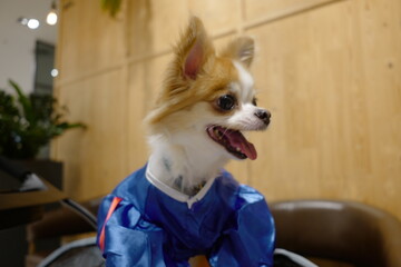 Playful small dog in blue costume enjoying time indoors in a modern environment with wooden wall and greenery