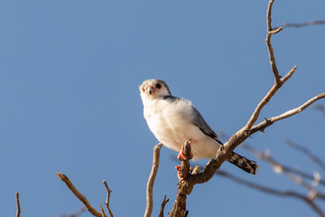 Male Pygmy Falcon (Polihierax semitorquatus), Africa's smallest raptor, Kgalagadi Transfrontier Park, Kalahari. perched in tree