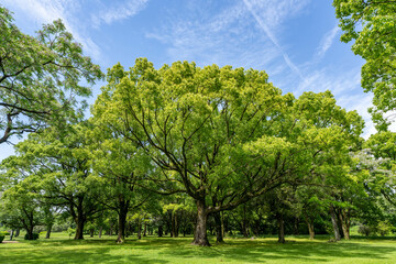 緑のある公園
