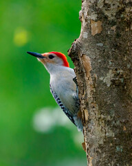 Red-bellied Woodpecker