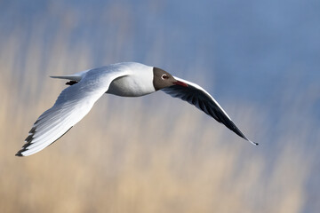 Black-headed gull