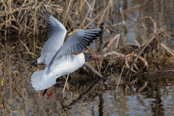 Black-headed gull