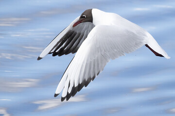 Black-headed gull