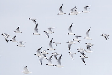 Black-headed gull