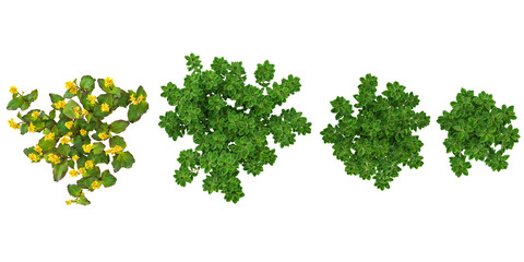 Fototapeta premium Collection of Limnophila aromatica,Rapeseed plants on transparent background from the top view