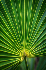 Fototapeta premium Detailed close up of vibrant green palm leaf with visible yellow veins radiating outwards