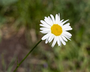 white daisy flower