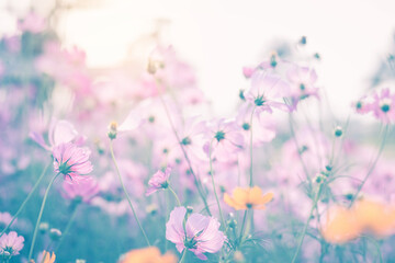 Cosmos flower blossom in garden.