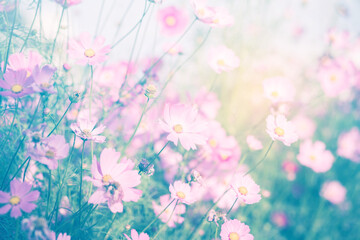 Cosmos flower blossom in garden.