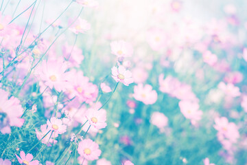 Cosmos flower blossom in garden.
