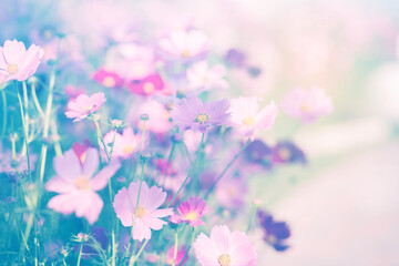 Cosmos flower blossom in garden.