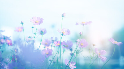 Obraz premium Cosmos flower blossom in garden.