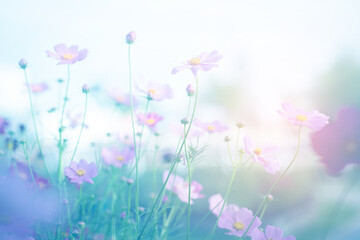 Cosmos flower blossom in garden.
