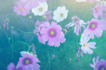 Cosmos flower blossom in garden.