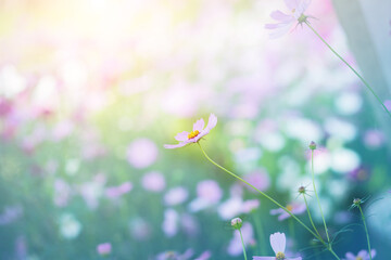 Cosmos flower blossom in garden.