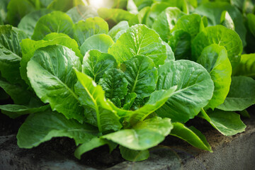 A row of organic vegetable garden under the sun