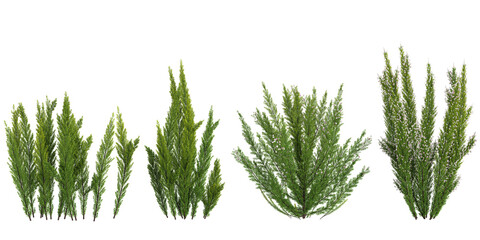 Collection of Pine Cypress Spray plants on transparent background