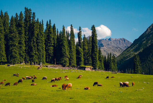 Wide angle shot of a flock of sheep standing on a grassy hillside on a farm in Xinjiang Trek, China. There are mountains and pine trees on a sunny day with fluffy clouds, copy space on top.